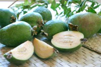 Guayabas Injertas (Por Lb)